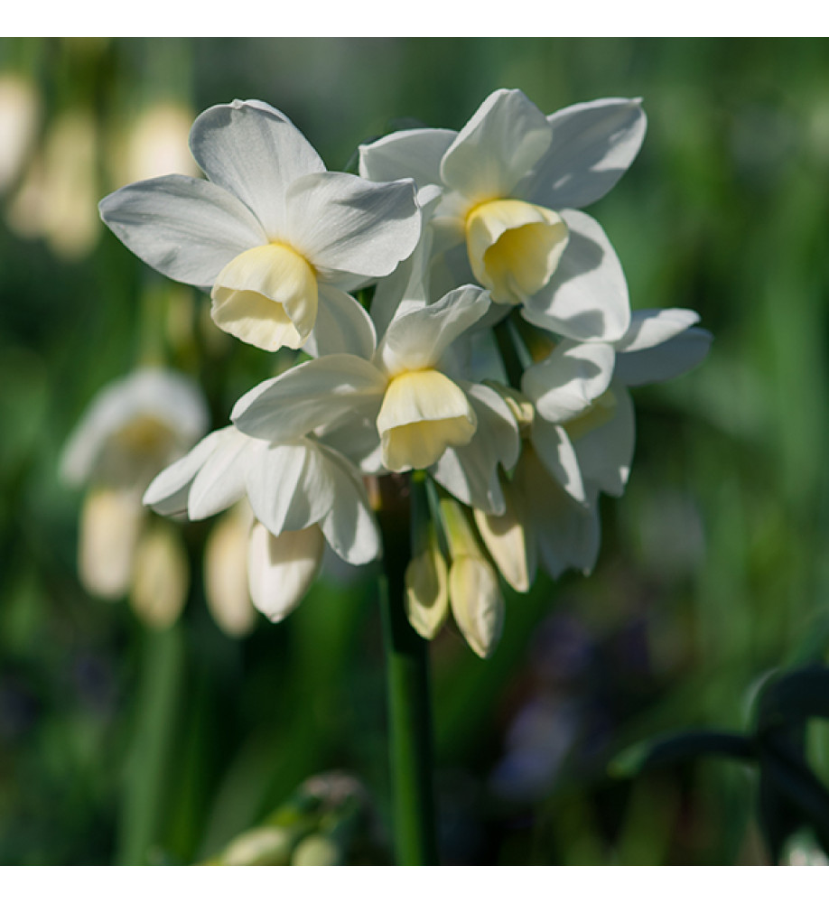 Narcissus Silver Chimes (15 x bulb)