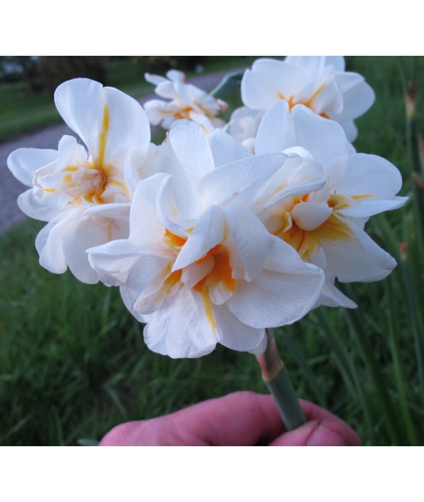 Narcissus Sir Winston Churchill (4lt) Narcissus Sir Winston Churchill (4lt)
