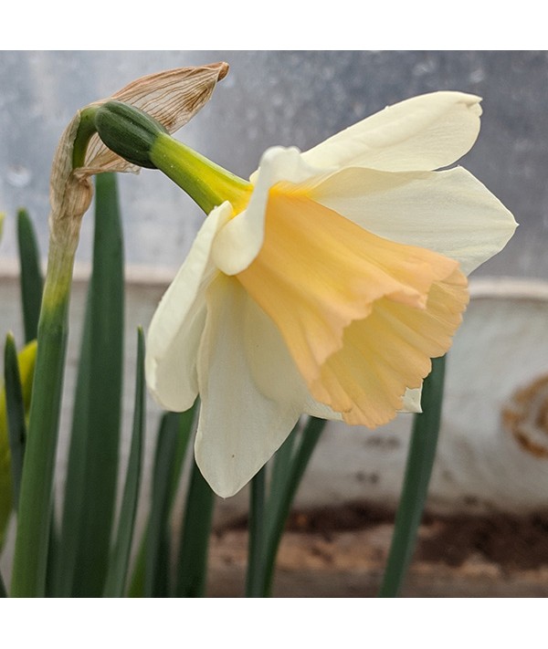 Narcissus Sweet Smiles (2lt) Narcissus Sweet Smiles (2lt)