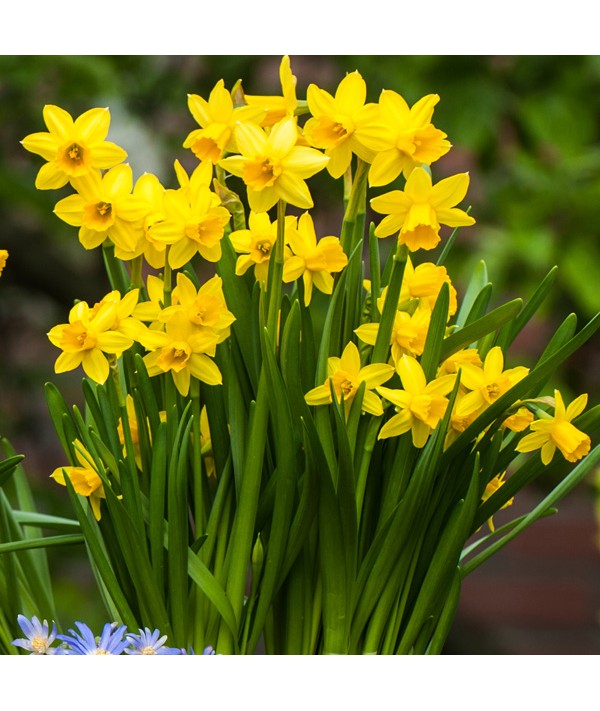 Narcissus Tete-a-tete (1lt)