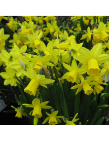 Narcissus Tete-a-tete (20 x Bulbs)
