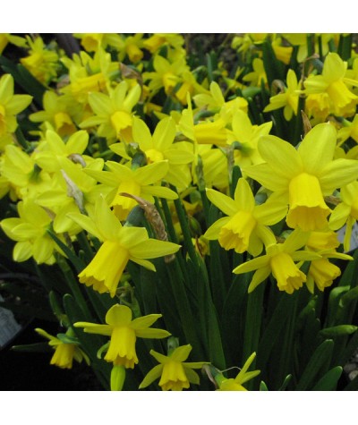 Narcissus Tete-a-tete (1lt)