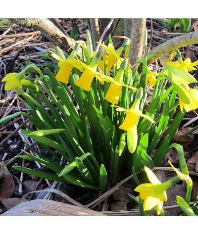 Narcissus Tete-a-tete (1lt)