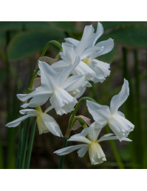 Narcissus Thalia (15 bulbs)