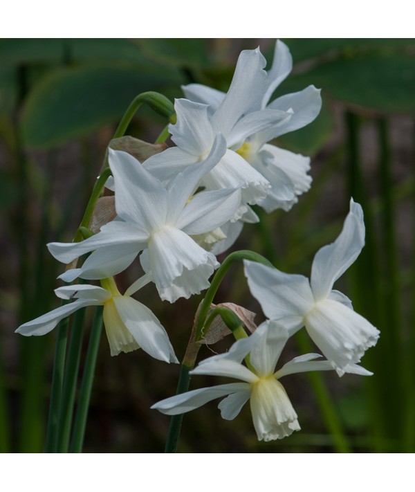 Narcissus Thalia (2lt) Narcissus Thalia (2lt)