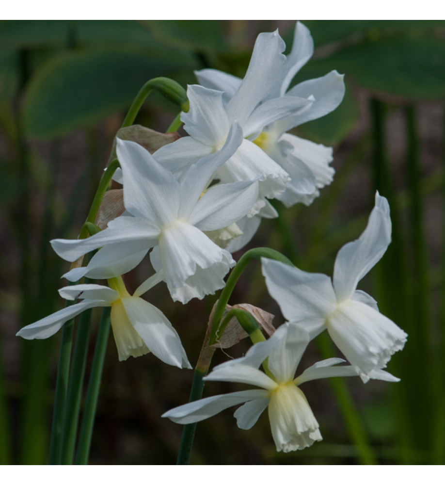 Narcissus Thalia (15 bulbs)