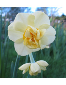 Narcissus Yellow Cheerfulness (15 bulbs)