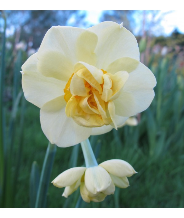 Narcissus Yellow Cheerfulness (4lt) Narcissus Yellow Cheerfulness (4lt)