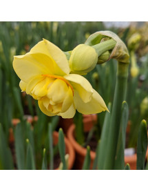 Narcissus Yellow Cheerfulness (15 bulbs)