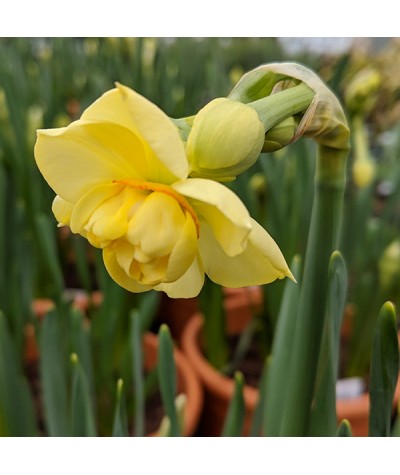 Narcissus Yellow Cheerfulness (9cm)