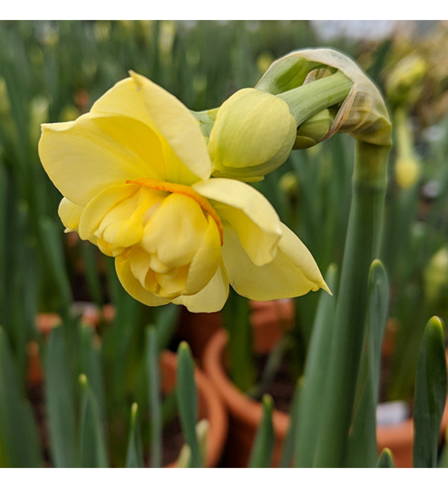 Narcissus Yellow Cheerfulness (15 bulbs)