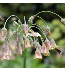 Allium Siculum (Nectaroscordum siculum) (7 x Bulbs)