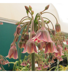 Allium Siculum (Nectaroscordum siculum) (7 x Bulbs) Allium Siculum (Nectaroscordum siculum) (7 x Bulbs)