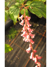 Neillia thibetica (3lt) Neillia thibetica (3lt)