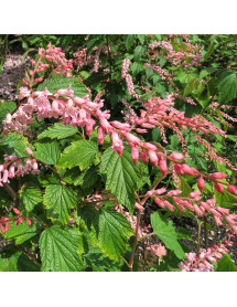 Neillia thibetica (3lt) Neillia thibetica (3lt)