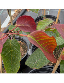 Neoshirakia japonica (Exbury seed) (3lt) Neoshirakia japonica (Exbury seed) (3lt)