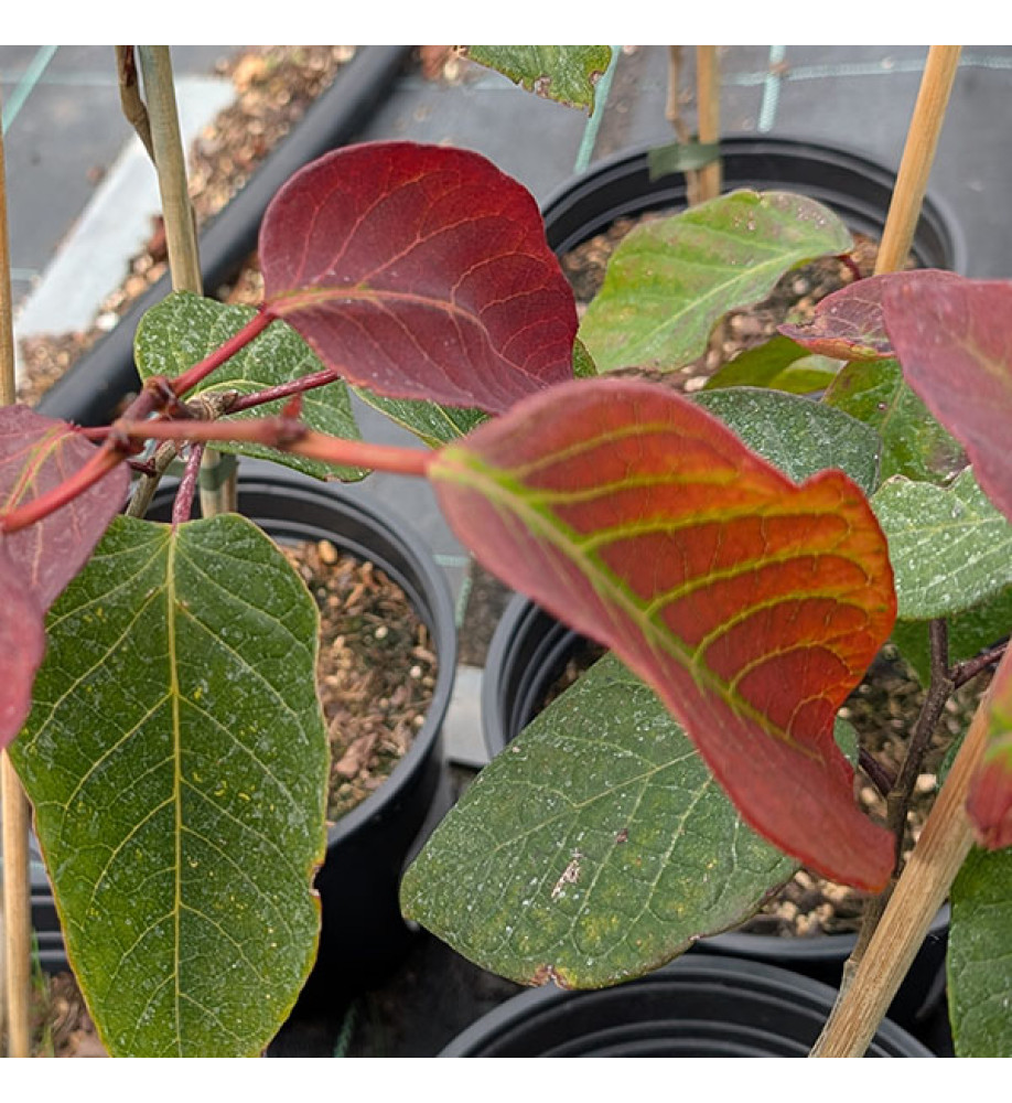 Neoshirakia japonica (Exbury seed) (3lt)