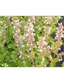 Nepeta grandiflora Dawn To Dusk (1lt)