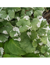 Glechoma hederacea 'Variegata' (Nepeta Grannilocks) (1lt)