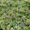 Glechoma hederacea 'Variegata' (Nepeta Grannilocks) (1lt)
