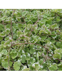 Glechoma hederacea 'Variegata' (Nepeta Grannilocks) (1lt)