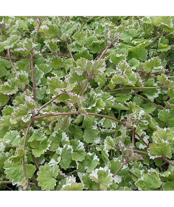 Glechoma hederacea 'Variegata' (Nepeta Grannilocks) (1lt)