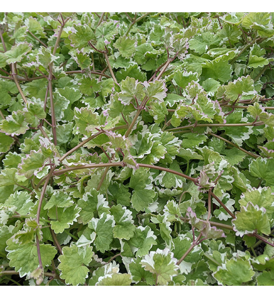 Glechoma hederacea 'Variegata' (Nepeta Grannilocks) (1lt)