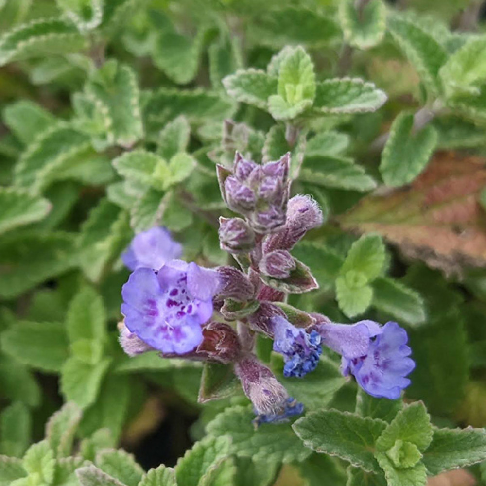 Nepeta x faassenii Purrsian Blue (1lt)