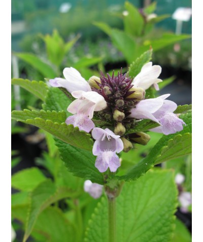 Nepeta subsessilis Pink Dreams (1lt)