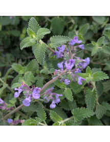 Nepeta racemosa Walker's Low (2lt)