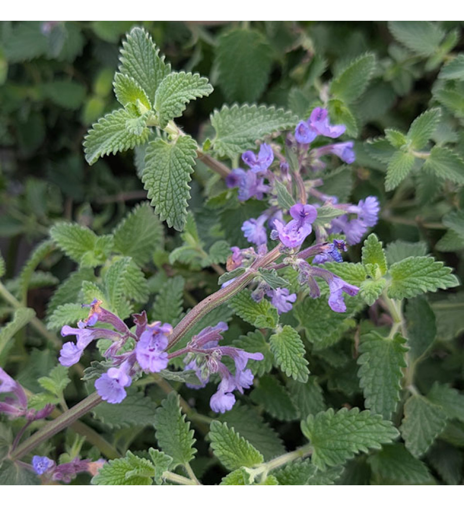 Nepeta racemosa Walker's Low (2lt)