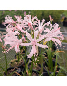 Nerine bowdenii Ostara (1lt)