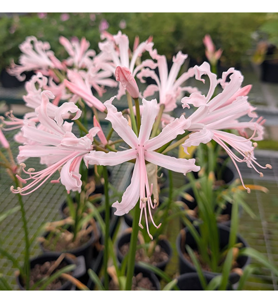 Nerine bowdenii Ostara (2lt)