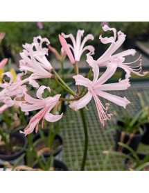Nerine bowdenii Vesta K (1lt)