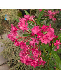 Nerium oleander Emil Sahut (35lt)