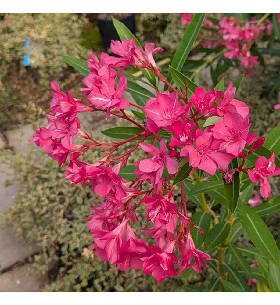 Nerium oleander Emil Sahut (35lt)