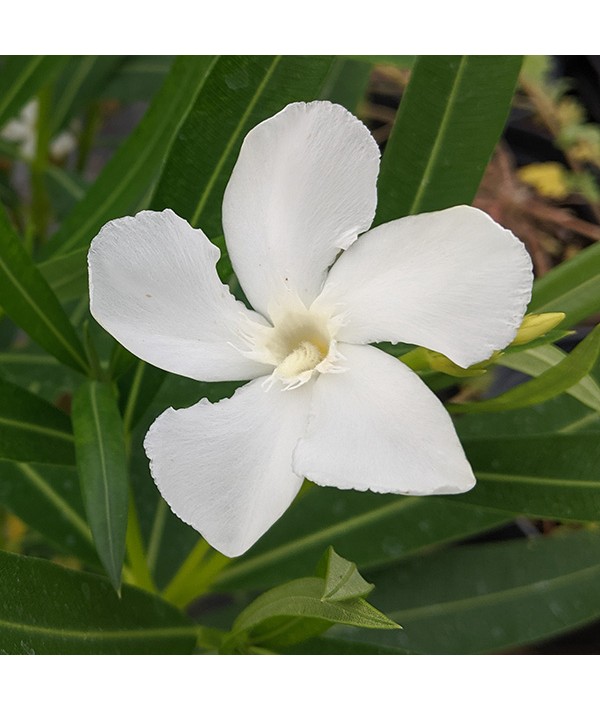 Nerium oleander White (30lt)