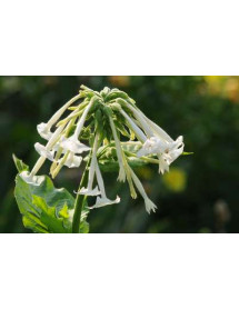 Nicotiana sylvestris (1.5lt)