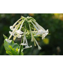 Nicotiana sylvestris (1.5lt)