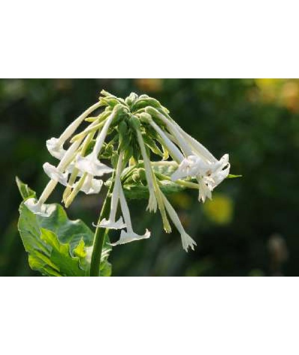 Nicotiana sylvestris (0.8lt)