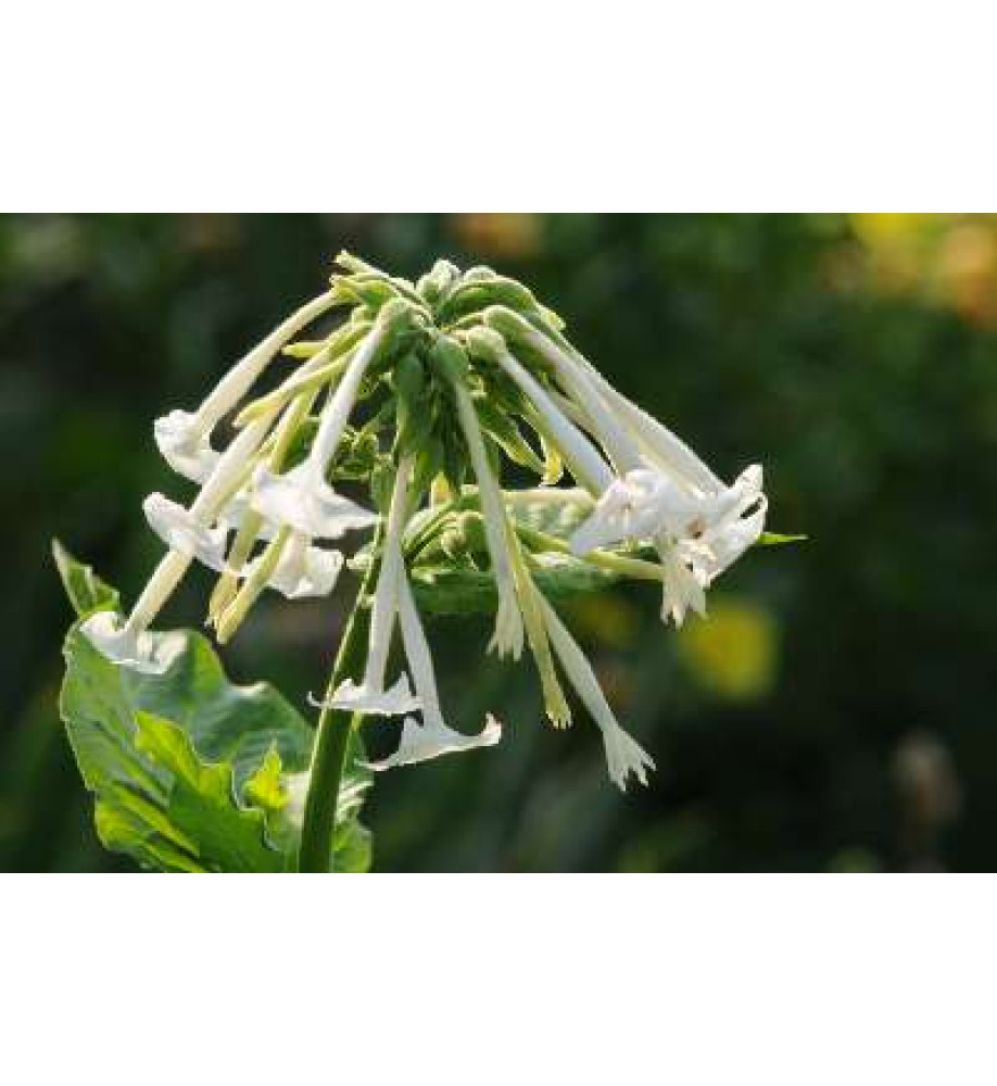 Nicotiana sylvestris (1.5lt)