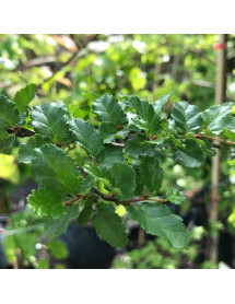Nothofagus antarctica (12lt) Nothofagus antarctica (12lt)