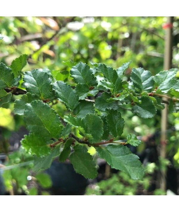 Nothofagus antarctica (12lt)