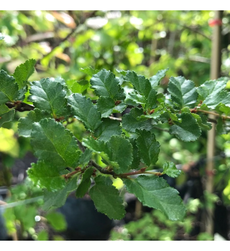 Nothofagus antarctica (12lt)