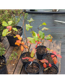 Nyssa sylvatica Wisley Bonfire (5lt)