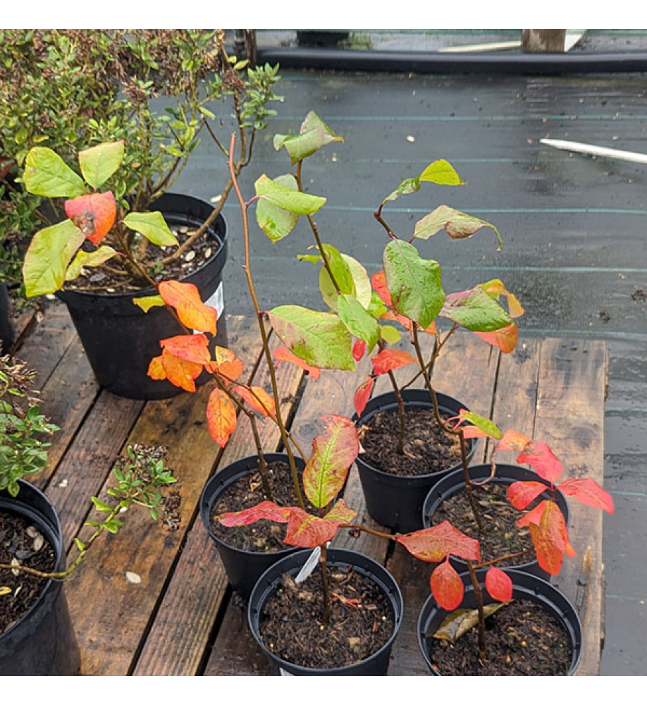 Nyssa sylvatica Wisley Bonfire (5lt)