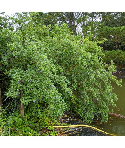 Iochroma australe (AKA Eriolarynx australis) (3lt)