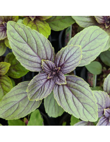 Ocimum African Blue (9cm)