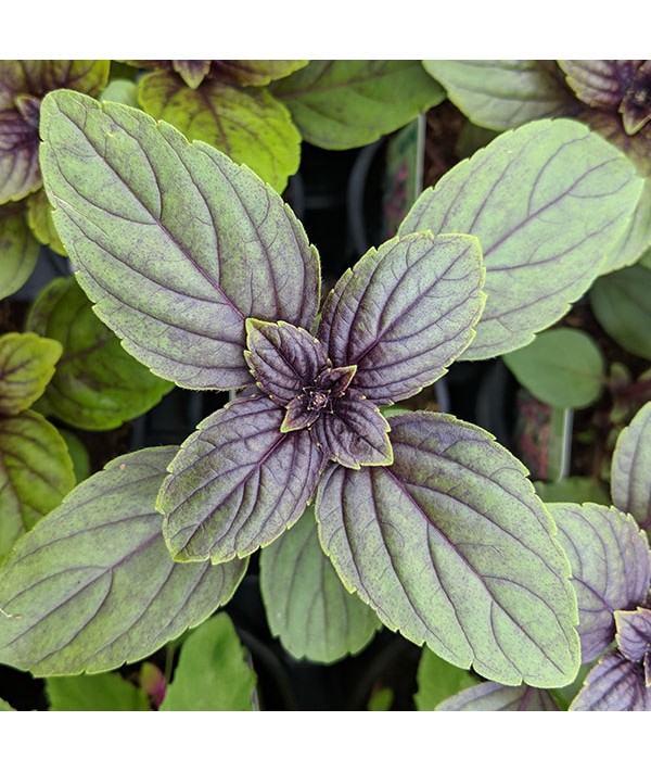 Ocimum African Blue (9cm)