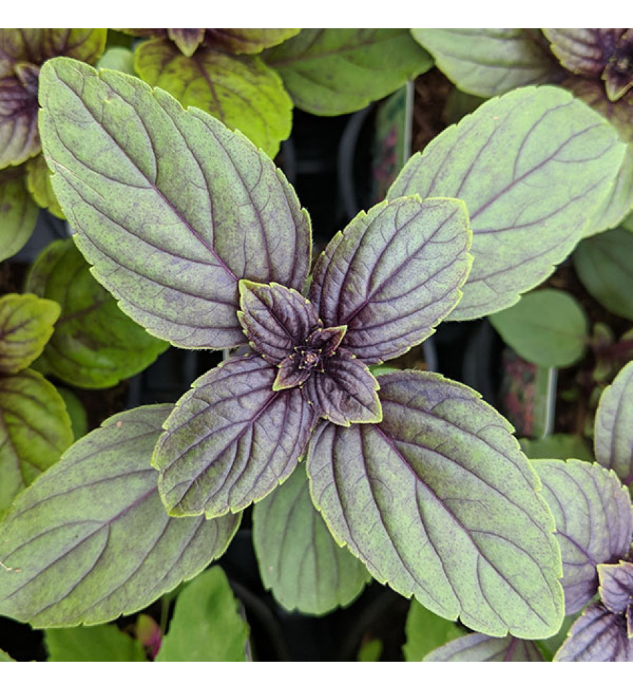 Ocimum African Blue (9cm)